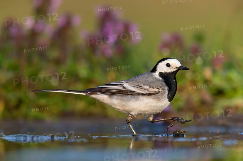 Bachstelze, Pied Wagtail, White Wagtail, Motacilla alba, Bergeronnette grise, Lavandera Blanca Común, Lavandera Blanca