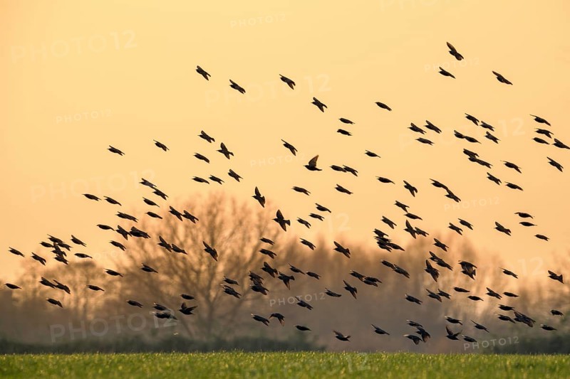 European starling murmuration, large flock of common starlings (Sturnus vulgaris) in flight silhouetted against orange sunset sky