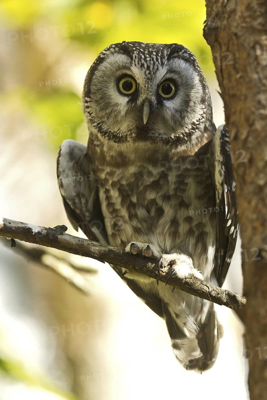 Boreal Owl (Aegolius funereus), Bavaria, Germany