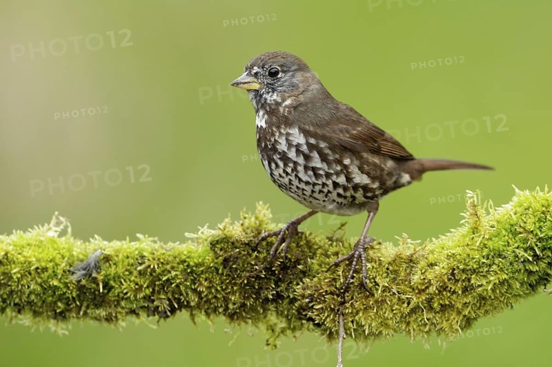 Sooty Fox Sparrow (Passerella unalaschcensis), British Columbia, Canada