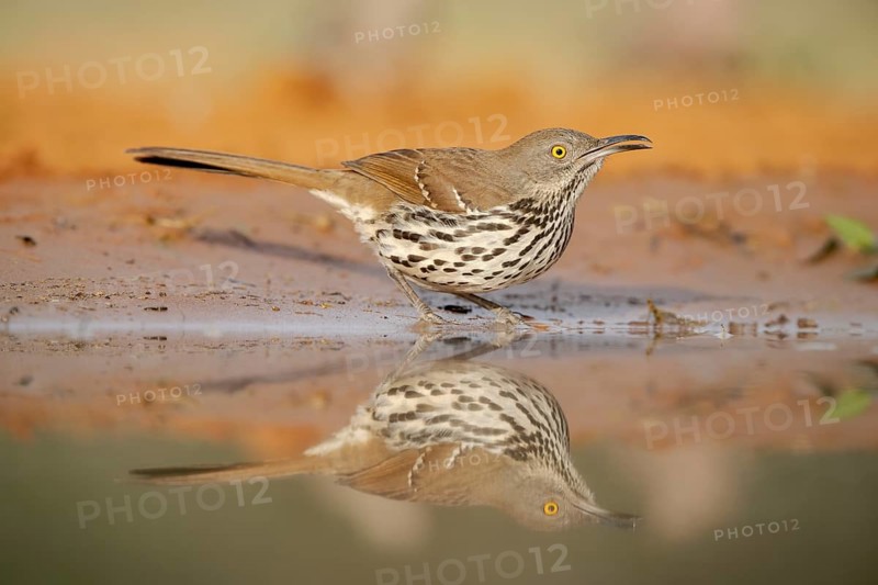 Long-billed Thrasher (Toxostoma longirostre) at a waterhole, Texas, USA