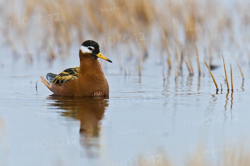 Red Phalarope (Phalaropus fulicarius), Alaska, USA