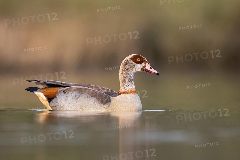 Egyptian Goose (Alopochen aegyptiaca) female, North Rhine-Westphalia, Germany