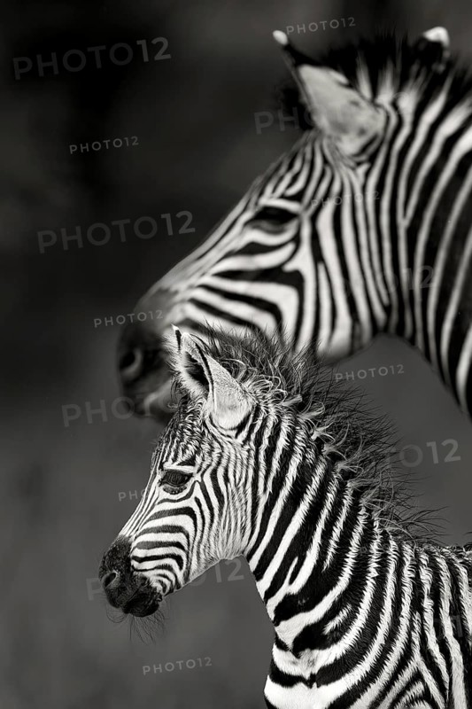 Burchell's Zebra (Equus burchellii) mother with foal close-up, Limpopo, South Africa