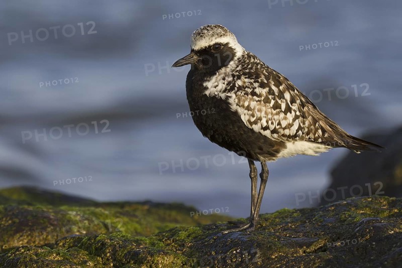 Grey Plover (Pluvialis squatarola), Asturias, Spain