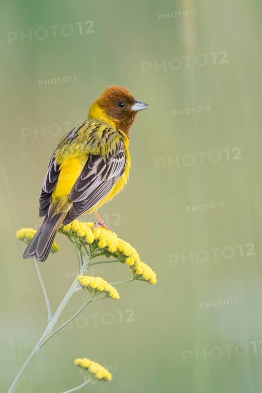 Red-headed Bunting - Braunkopfammer - Emberiza bruniceps, Kyrgyzstan, adult male