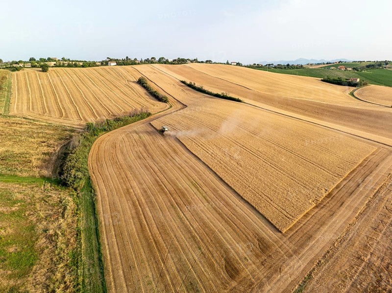 Aerial view of a tranquil wheat field in Macerata, Italy, featuring a harvester working under a clear sky. The golden landscape is bathed in warm sunlight, showcasing the beauty of rural agriculture