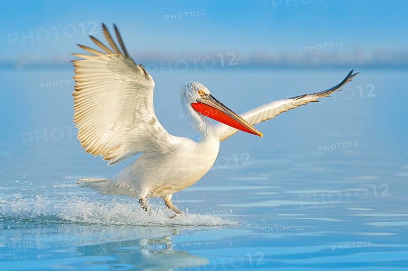 Bird landing to the blue lake water. Bird fly. Dalmatian pelican, Pelecanus crispus, landing in Lake Kerkini, Greece. Pelican with open wings. Wildlife scene from European nature