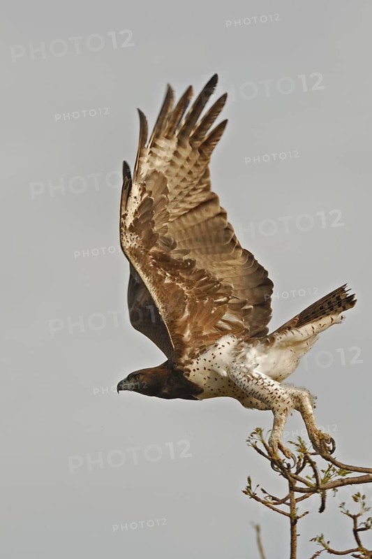 Martial Eagle (Polemaetus bellicosus)