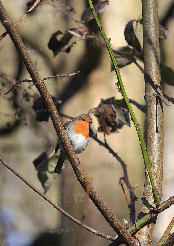 Robin (Erithacus rubecula) sitting on a branch, North Rhine-Westphalia, Germany