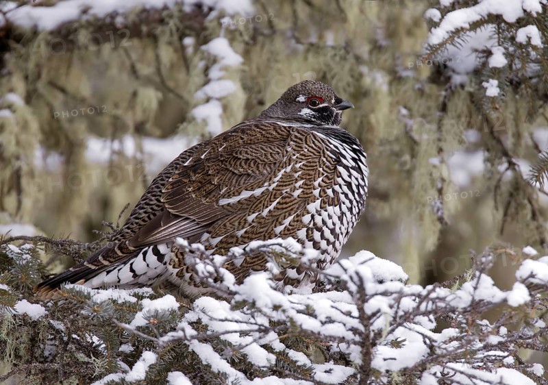 Spruce Grouse (Falcipennis canadensis) male, Saskatchewan, Canada