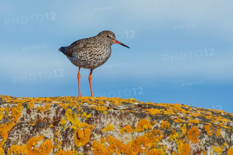 Common Redshank (Tringa totanus) on lichen rock, Iceland
