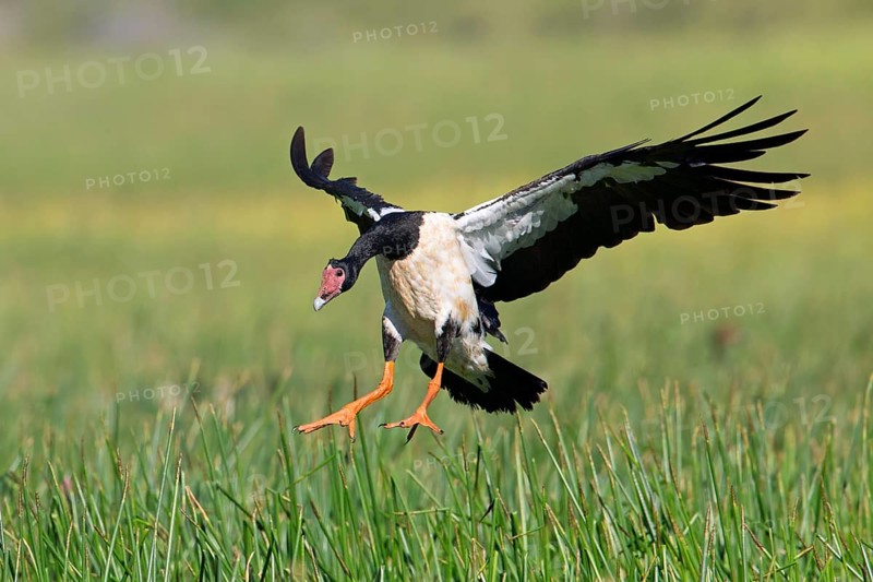 Magpie Goose (Anseranas semipalmata) landing, Queensland, Australia