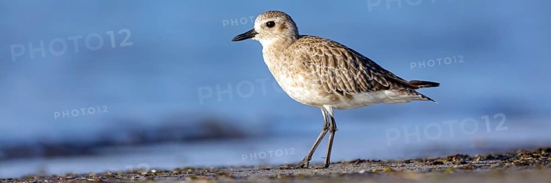 Little Ringed Plover, (Pluvialis squatarola), animal, animals, bird, birds, biotope, habitat, foraging, plover family, Arctic Tundra Barr Al Hikman, Ash Sharqiyah South, Oman