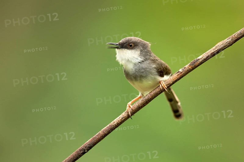 Grey-breasted Prinia (Prinia hodgsonii pectoralis) male singing, Udawalawe National Park, Sri Lanka