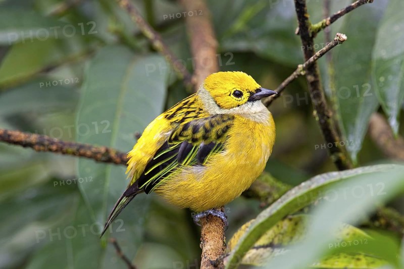 Silver-throated Tanager Tangara icterocephala San Jose, COSTA RICA 7 November Adult Thraupidae