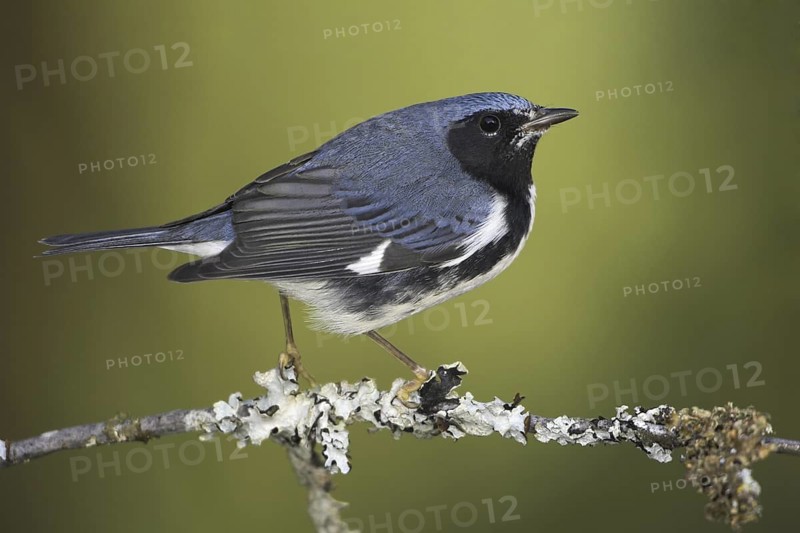 Black-throated Blue Warbler (Setophaga caerulescens) male, British Columbia, Canada