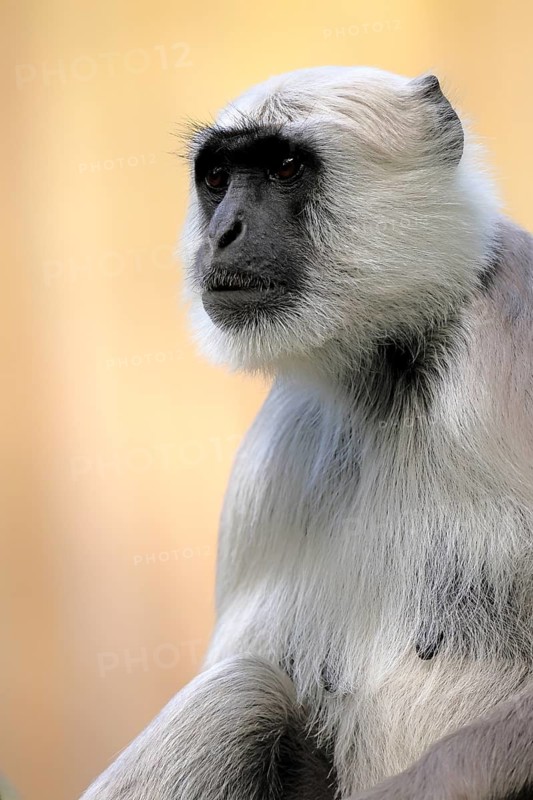 Northern plains gray langur (Semnopithecus entellus), adult, portrait, alert