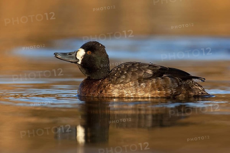 Lesser Scaup (Aythya affinis) female, British Columbia, Canada