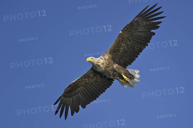 White-tailed Eagle (Haliaeetus albicilla) flying, Lower Saxony, Germany