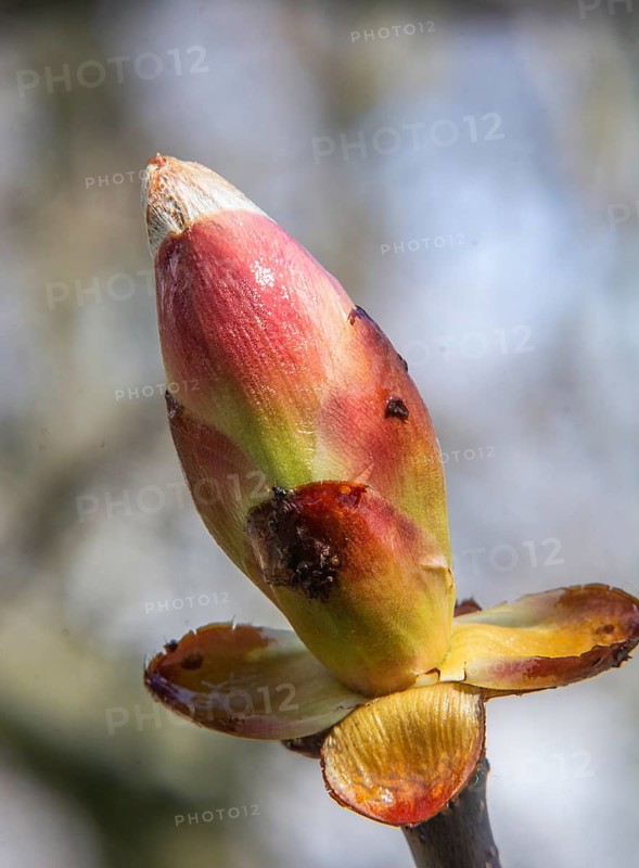 Chestnut bud in spring in Ystad, Skåne county, Sweden, Scandinavia
