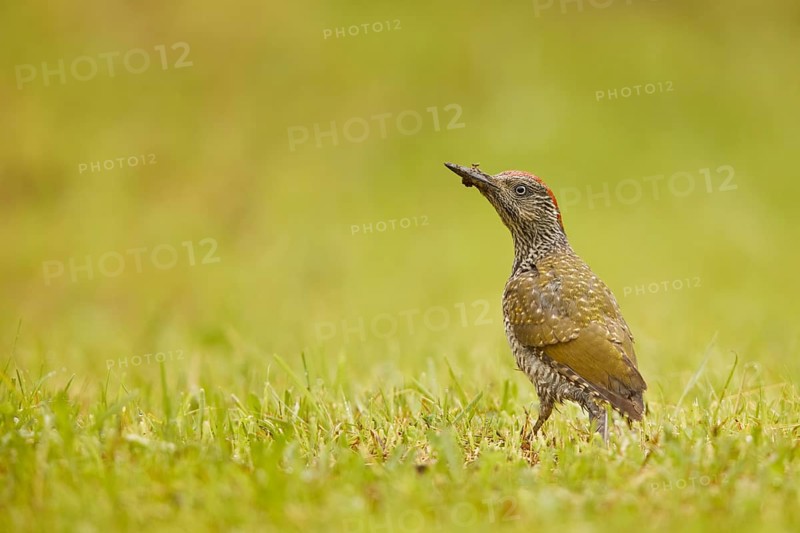 European Green Woodpecker (Picus viridis) female, Schwitzerland