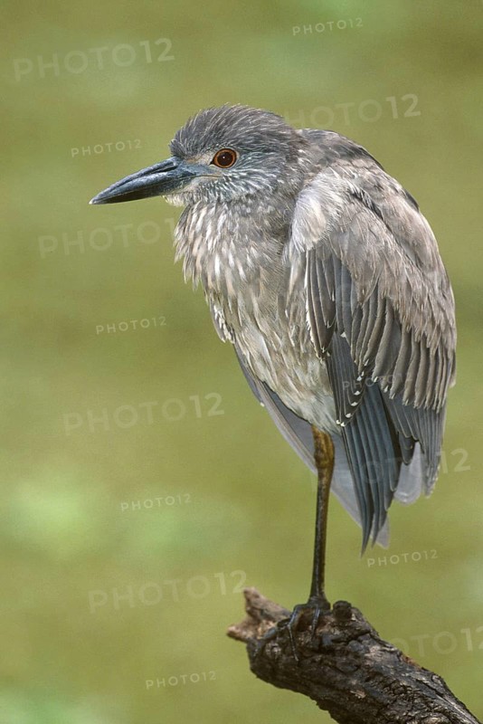 Yellow-crowned Night Heron (Nyctanassa violacea), Florida, USA