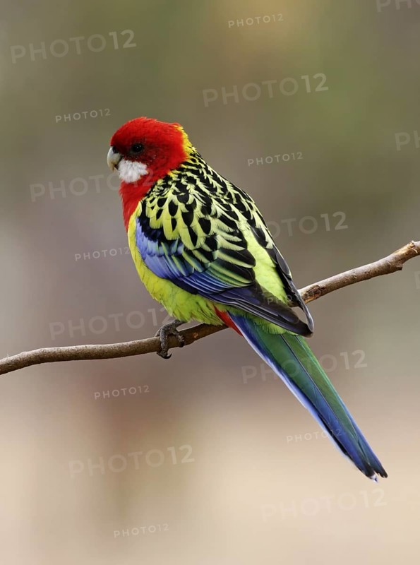 Eastern Rosella (Platycercus eximius), Australian Capital Territory, Australia