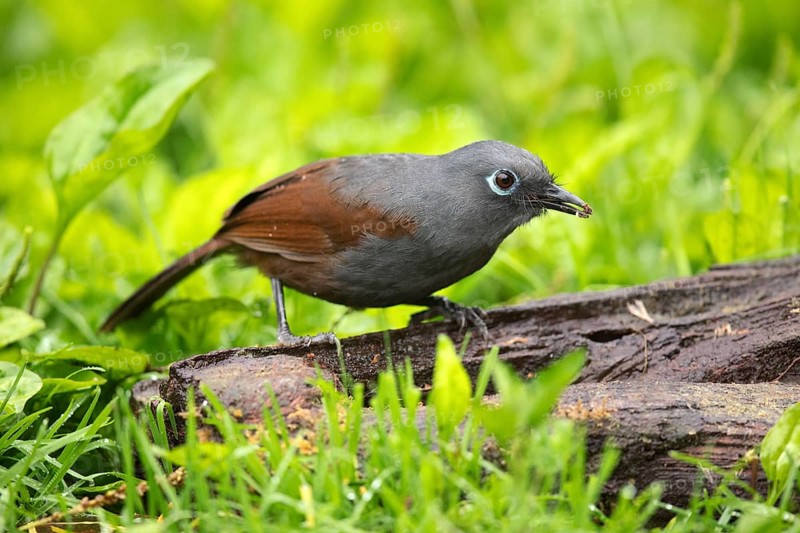 Sunda Laughingthrush (Garrulax palliatus), Sabah, Malaysia