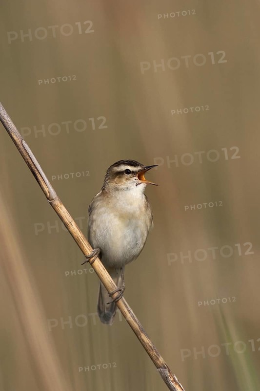Sedge Warbler (Acrocephalus schoenobaenus) singing, Lake Neusiedl, Austria