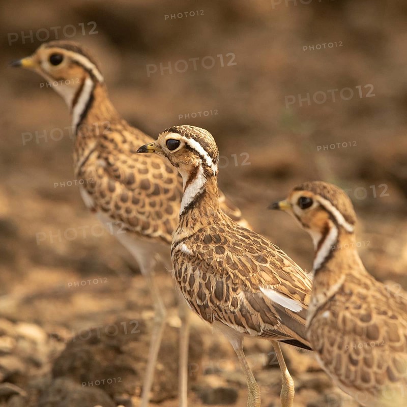 Three-banded Courser (Rhinoptilus cinctus), Kakamega Forest, Kenya