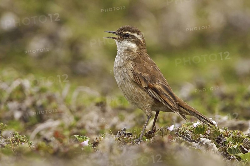 Chestnut-winged Cinclodes (Cinclodes albidiventris) singing, Ecuador