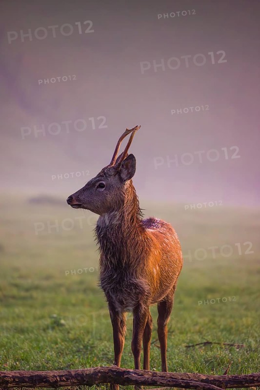 A Sambar stag (Rusa unicolor), stands on a misty meadow in first morning light