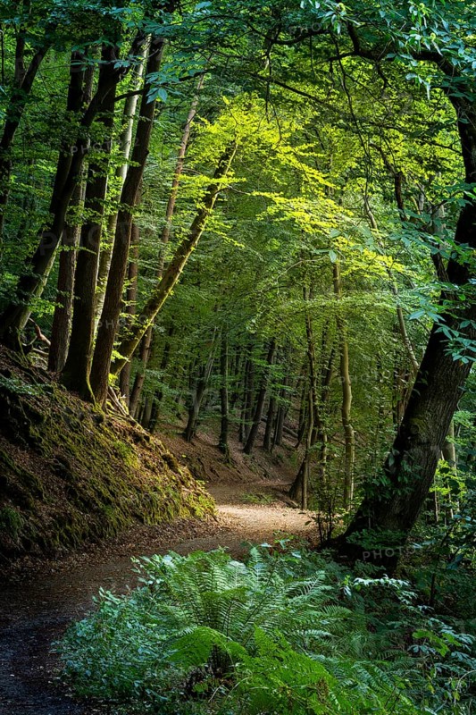 A forest path in a forest with various deciduous trees, a chestnut tree on the right, a fern in the foreground. Small Odenwald, Rhine-Neckar district, Baden-Württemberg, Germany