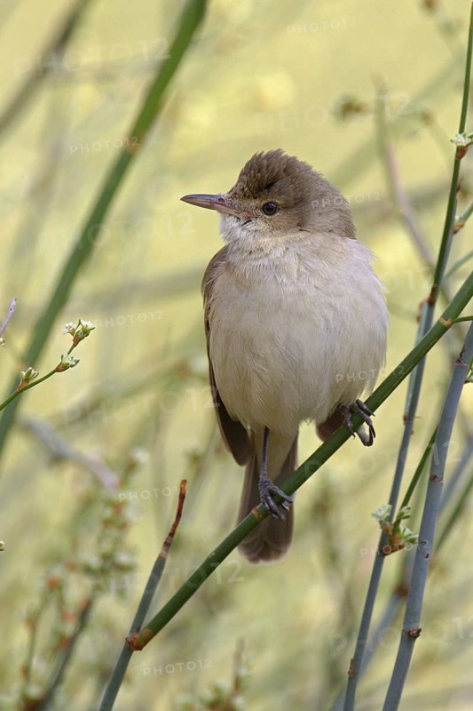 Australian Reed Warbler (Acrocephalus australis) perched on a twig, Victoria, Australia