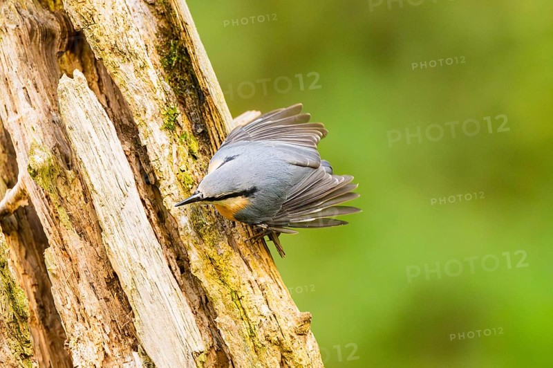 Eurasian nuthatch (Sitta europaea) sitting on an old wrotten tree trunk at a swamp, Bavaria, Germany