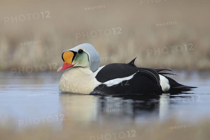 King Eider (Somateria spectabilis) male, Alaska, USA