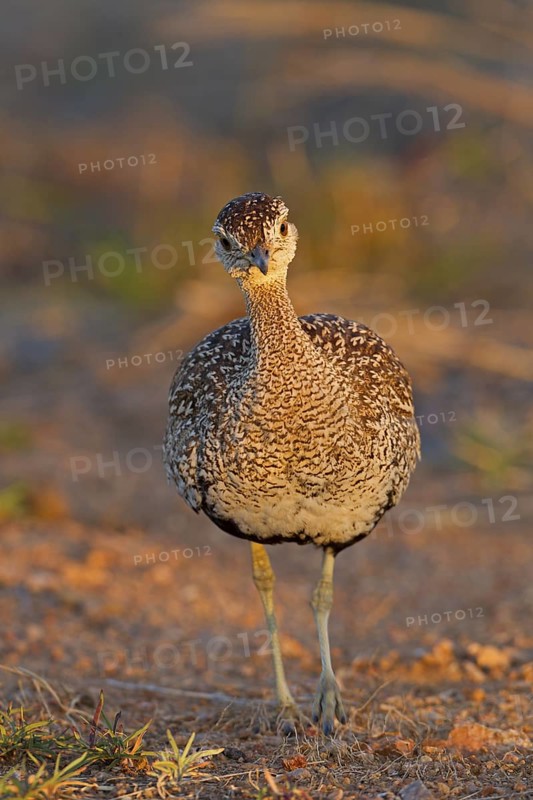 Red-crested Korhaan (Lophotis ruficrista), Kruger Park, South Africa