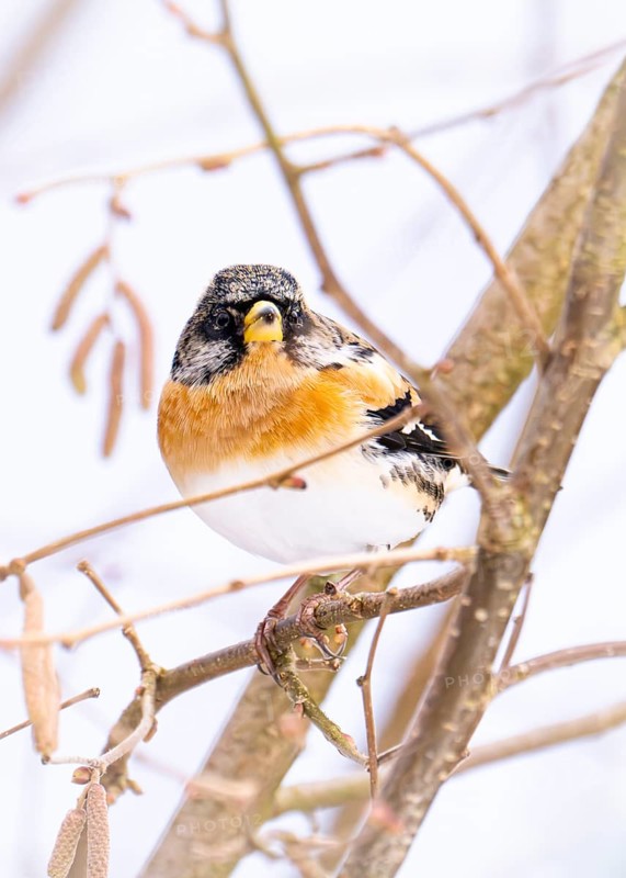 Brambling (Fringilla montifringilla) as a winter visitor at the bird feeder, standing in a hazel bush, frontal view, background blurred white, migratory bird, Ruhr area, North Rhine-Westphalia, Germany