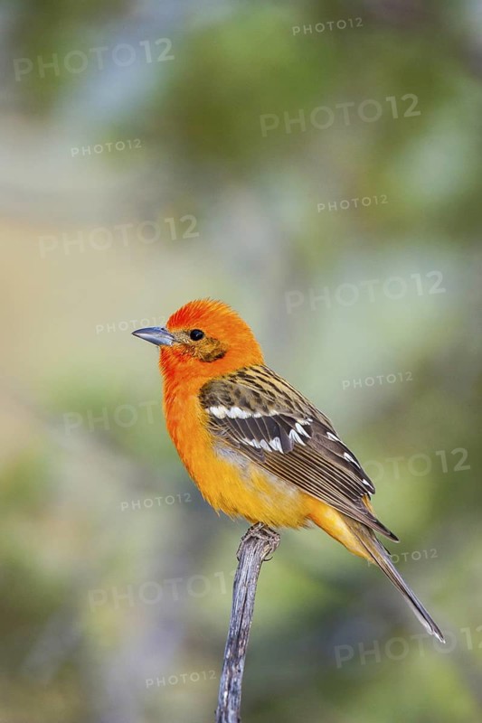 Flame-colored Tanager Piranga bidentata Madera Canyon, Santa Cruz County, Arizona, USA 8 April Adult Male Note stripes on back that gave this species its old name of Stripe-backed Tanager. Thraupidae