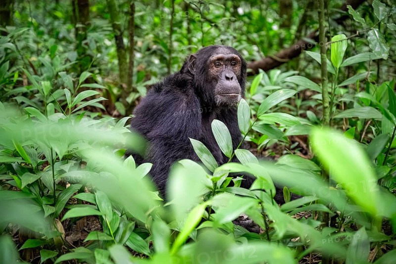 Chimpanzee (Pan Troglodytes), male on the ground, jungle in Kibale National Park, Uganda