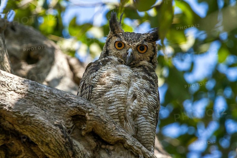 Choliba screech owl (Megascops choliba), South Africa