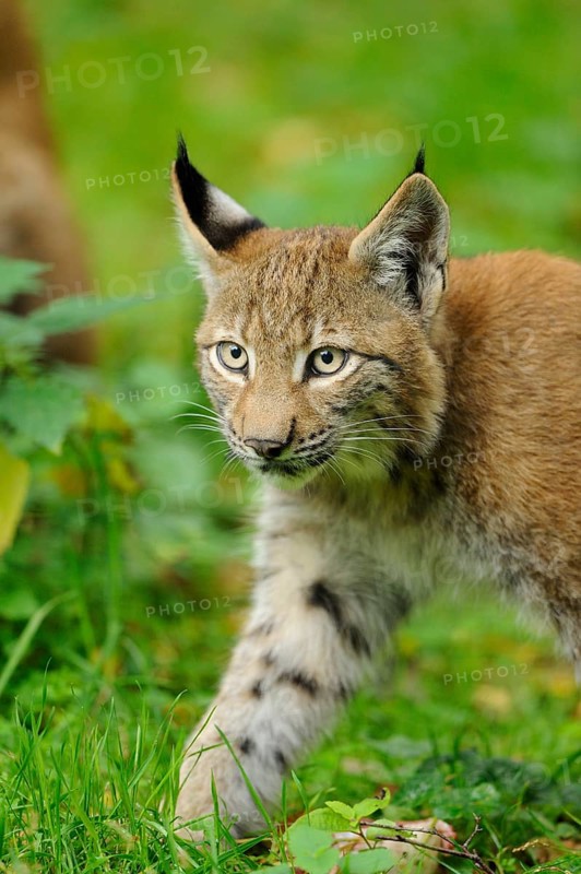 A young lynx runs through dense grass in the forest, alert and curious, Eurasian lynx (Lynx lynx), Hesse