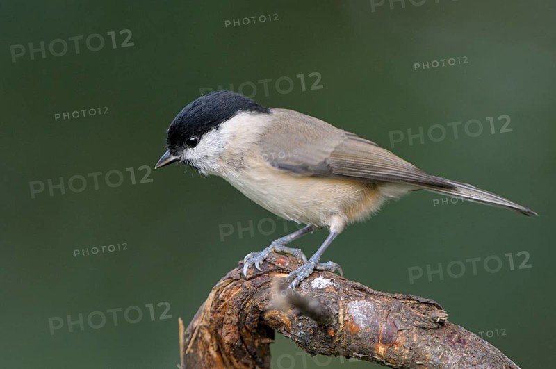Sumpfmeise (Poecile palustris), Marsh tit, Altvogel, Oktober, NSG Dingdener Heide, Nordrhein-Westfalen, Deutschland