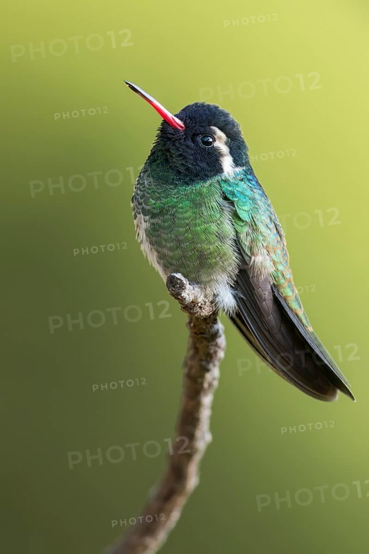 White-eared Hummingbird (Hylocharis leucotis) perched on a branch in Oaxaca, Mexico