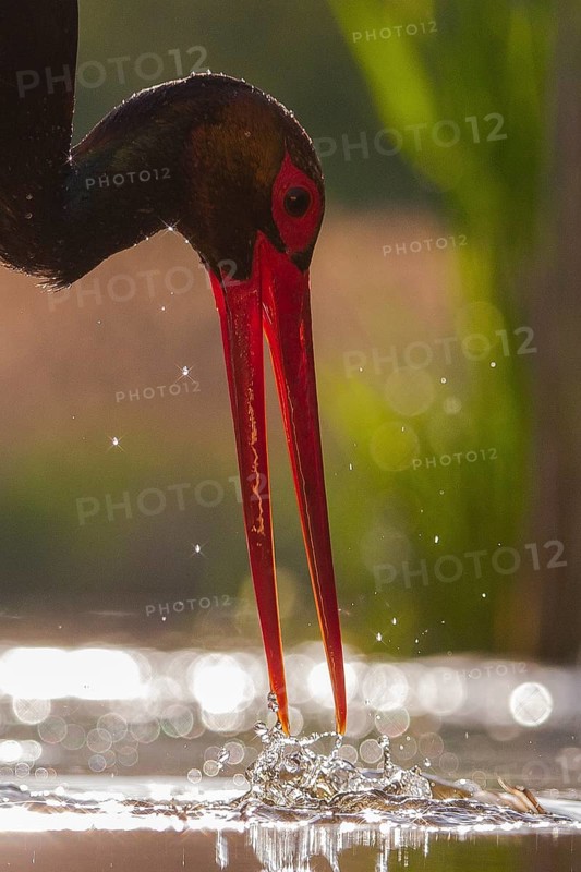 Black Stork (Ciconia nigra) hunting, Pusztaszer, Hungary