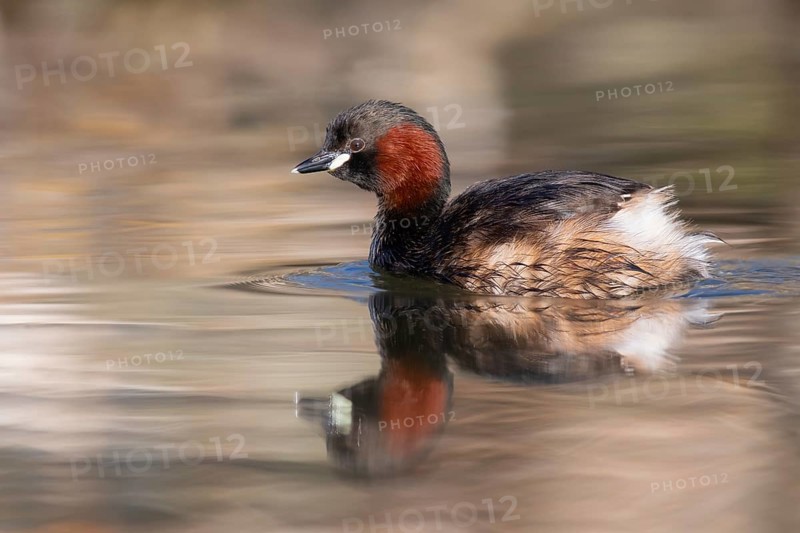 Little Grebe (Tachybaptus ruficollis), Saxony, Germany