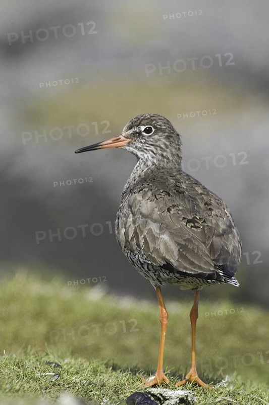 Common Redshank (Tringa totanus), Iceland