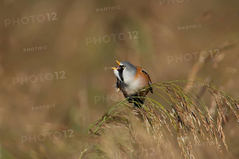 Bearded tit or reedling (Panurus biarmicus) adult male bird preening on a Common reed seedhead, RSPB Strumpshaw fen nature reserve, Norfolk, England, United Kingdom