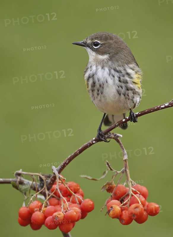 Myrtle Warbler (Setophaga coronata coronata), Saskatchewan, Canada